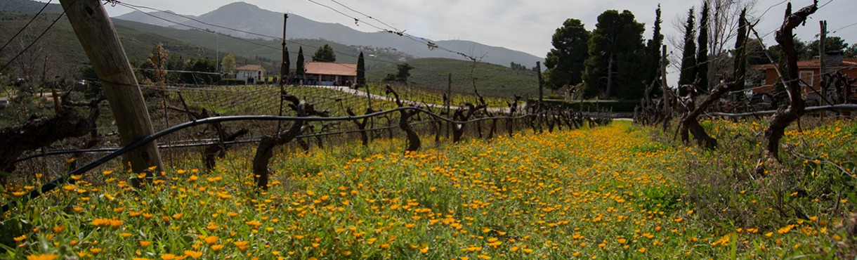 Family Day 8/3 στο Κτήμα Κοκοτού