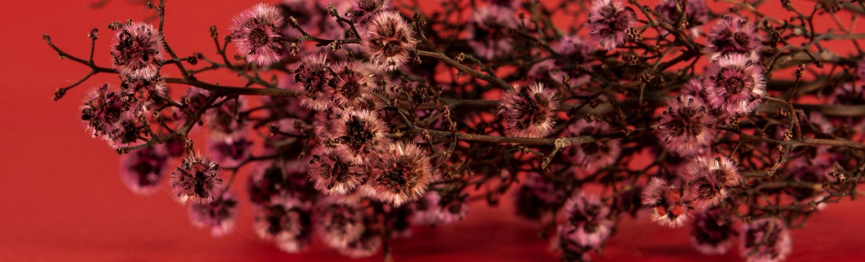 Μη με λησμόνει 